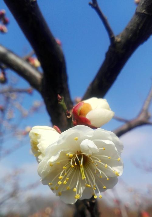 冬天的梅花——寒冷中的坚韧与美丽（探秘冬天中的奇迹）