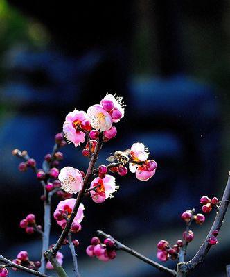 冬天梅花的神秘之美（冬天梅花的特点与魅力）