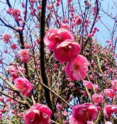 冬天梅花的特点（冬天梅花的美丽与坚韧）