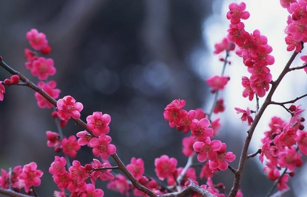 冬天梅花的魅力（冬日盛开的芬芳之美）