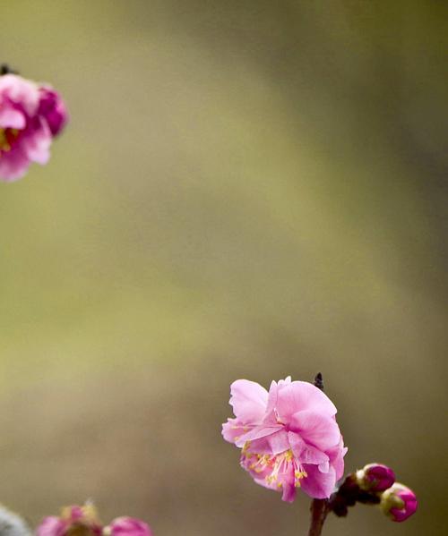 冬日梅花的美丽与特点（寒冬中的坚强花朵——浅谈冬天梅花的魅力）