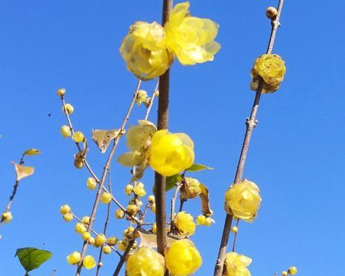 冬日梅花的美丽与特点（寒冬中的坚强花朵——浅谈冬天梅花的魅力）