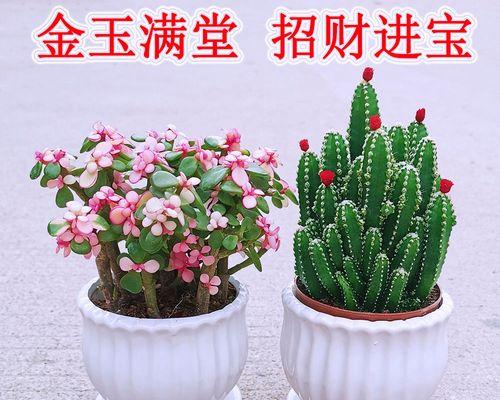 多肉仙人掌花语（探索多肉仙人掌花的奇幻世界）