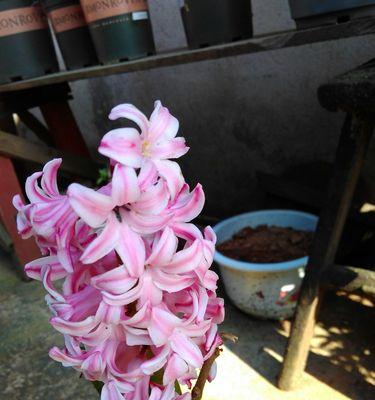 粉色风信子花语之美（以花语为媒）