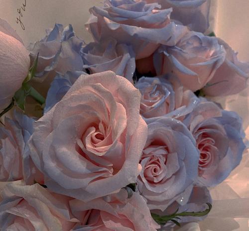 粉红雪山玫瑰花语（探索粉红雪山玫瑰的花语与魅力）