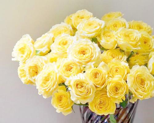 粉黄玫瑰花束花语-爱与温柔的象征（传递爱意的粉黄玫瑰）