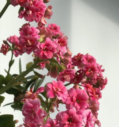 粉色长寿花的花语及其寓意（探索粉色长寿花的秘密和象征意义）