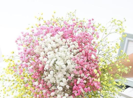 粉色满天星花语（用满天星花语传递温馨祝福）