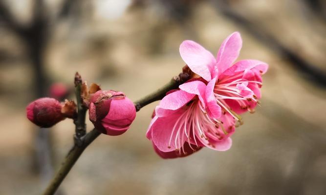 粉色梅花的花语与寓意（探寻粉色梅花的深层意义）