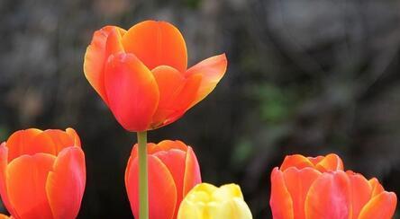 花开不败，春暖芬芳——以粉郁金香花语为主题的文章（以花语传递爱的力量）