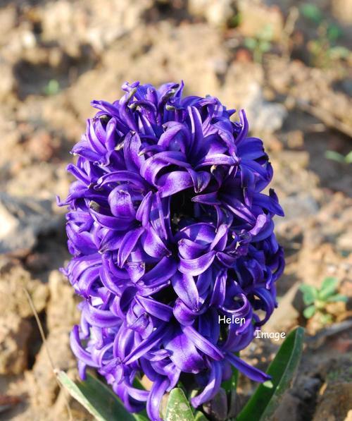 风信子花语之色彩传情（鲜花中的情感表达）