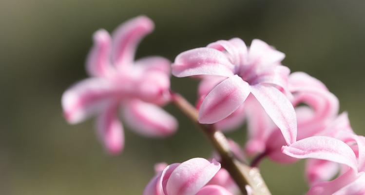 风信子粉色花语（诠释爱的绽放）