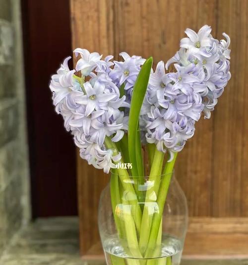风信子的花语与象征意义（探寻风信子的美丽和深意）