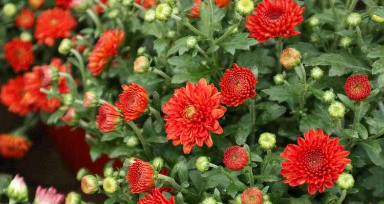 探寻菊花的花语之美（深入了解不同菊花的花语和含义）