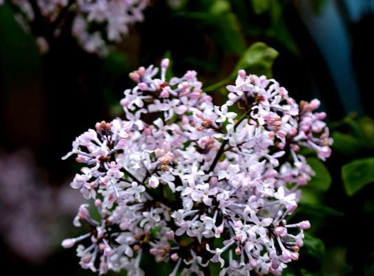 丁香花语之美——芳香四溢的爱情之花（芬芳满溢的丁香）