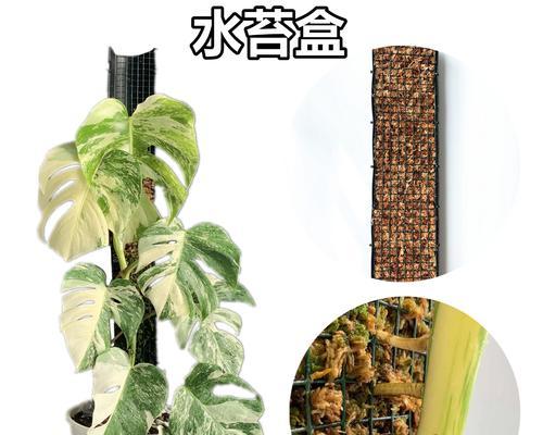 以龟背竹浇花，用爱呵护生命之美（感悟自然的韵律）