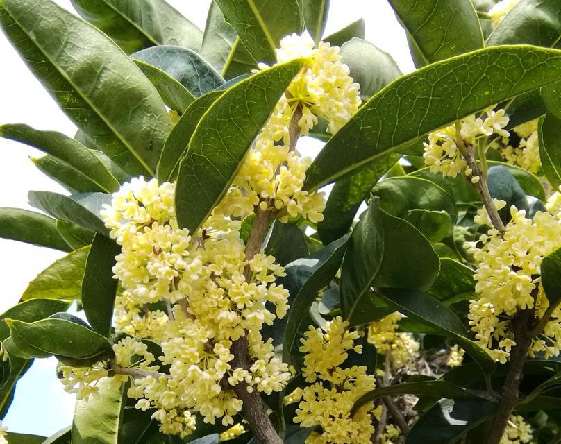 桂花开花的寓意（唤醒心灵的香气）