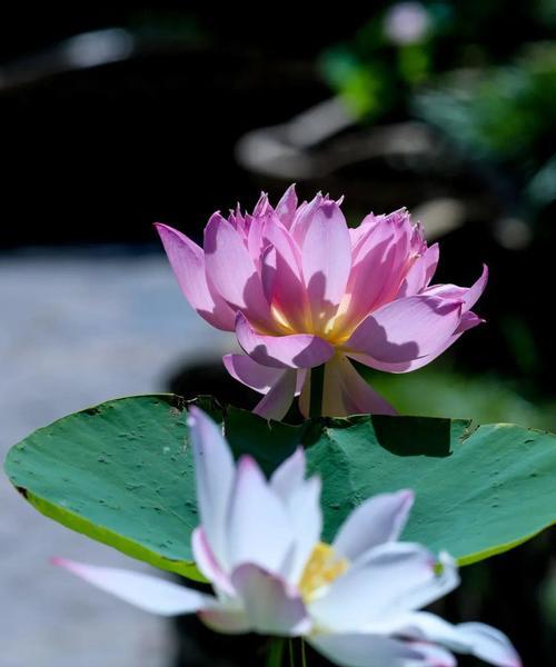 荷花不长花的原因及解决办法（为什么荷花不开花）