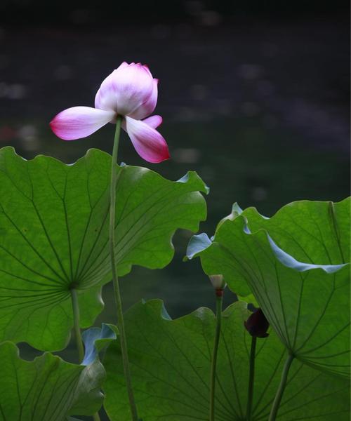 荷花花语（守望生命之美）