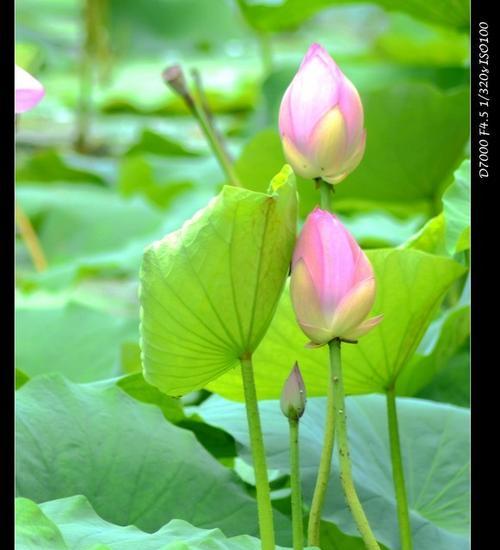 荷花竹——花开竹翠，寄托浓情（生命的秘密）