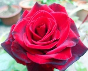 黑魔术玫瑰的花语与神秘力量（揭秘黑魔术玫瑰的象征意义）