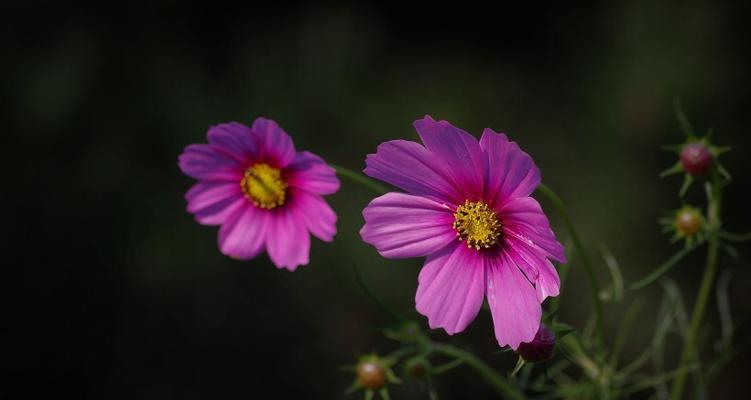 黑色波斯菊花语（探索黑色波斯菊的深层寓意）