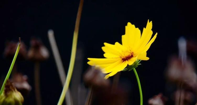 黑色波斯菊花语（探索黑色波斯菊的深层寓意）