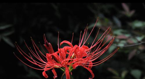 黑色风信子花语的深意与传承（用黑色风信子解读爱情）