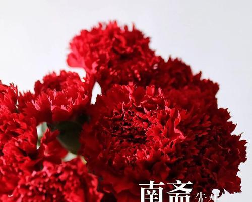 红边康乃馨花语（红边康乃馨的花语与传说）