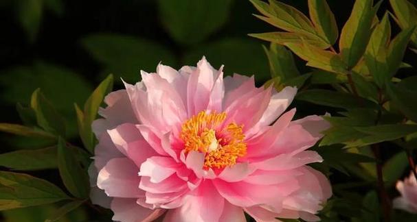 红牡丹花的花语——热情与自信（绽放自我）