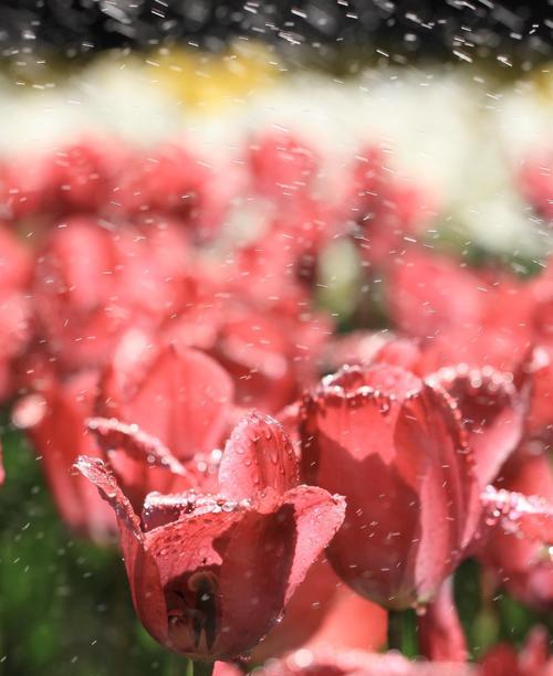 红黄郁金香花的象征意义（热情与友谊的化身）