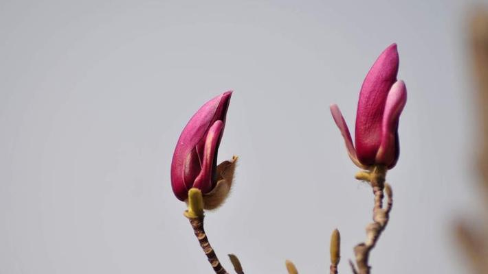 红玉兰花的寓意与象征（红玉兰花的美丽与坚韧）