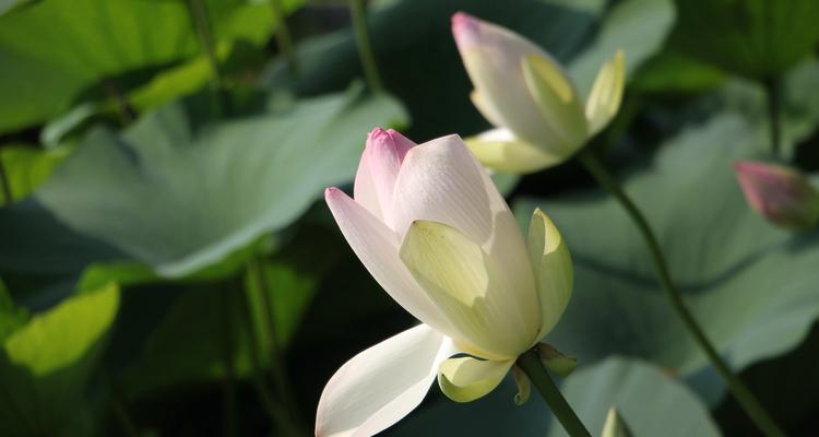 荷花的花语与美丽传说（探秘荷花的花语及其在人们生活中的意义）