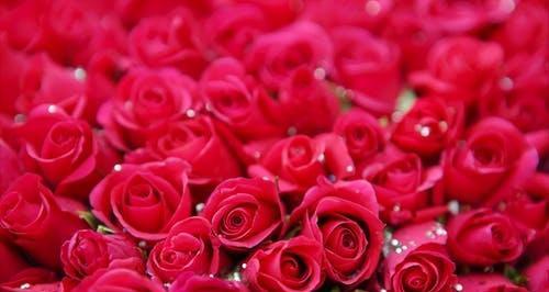 绽放的红色郁金香——寄托爱与希望的花语（以红色郁金香为纽带）