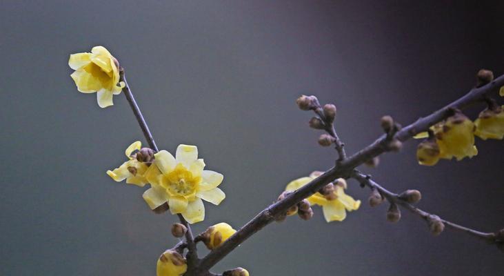 黄腊梅花花语（探索黄腊梅花花语中的秘密）