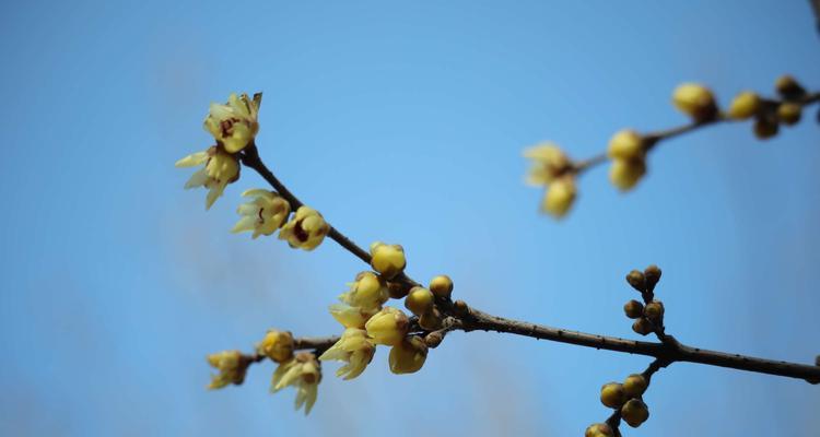 黄腊梅花花语（探索黄腊梅花花语中的秘密）