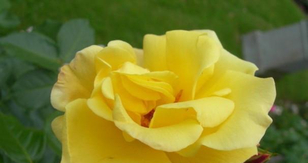 黄玫瑰花语的深意——激情与欢乐（探寻黄玫瑰花的花语）