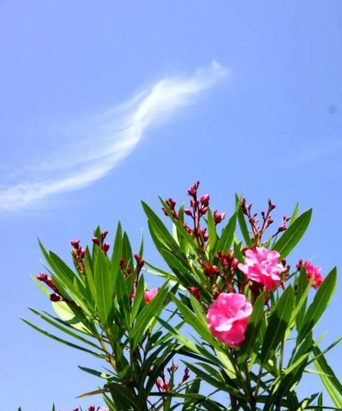 夹竹桃花语传说的美丽神奇（探秘夹竹桃花的花语与传说）