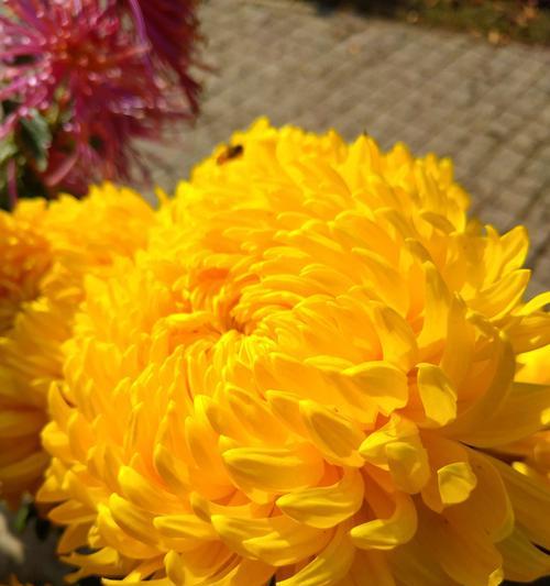 月季与菊花的花语（花开花谢）