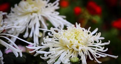 菊花的颜色与花语探秘（探寻菊花色彩的意义与象征）