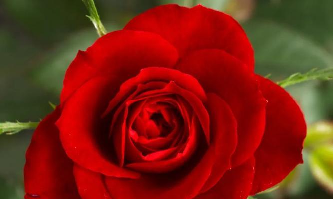 肯尼亚红玫瑰花语（探索肯尼亚红玫瑰花语的深刻内涵与美妙表达方式）