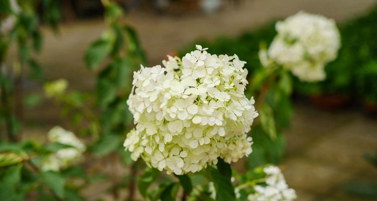 以蓝边八仙花花语为主题的美丽心灵之旅（用蓝边八仙花的花语唤醒内心的深情世界）