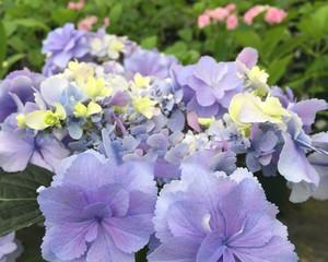 以蓝边八仙花花语为主题的美丽心灵之旅（用蓝边八仙花的花语唤醒内心的深情世界）