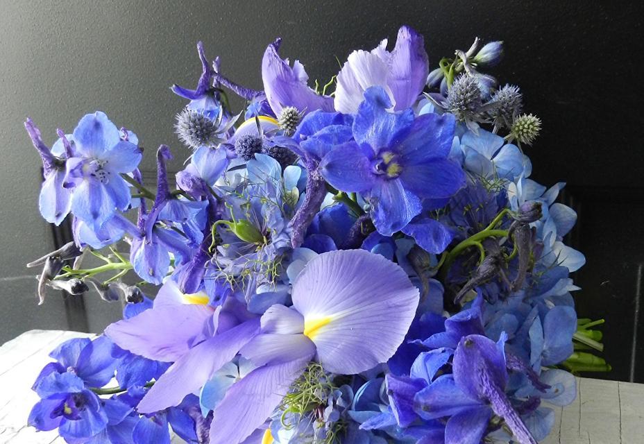 蓝色兰花的美丽与意义（追寻自由与宁静的花语之旅）