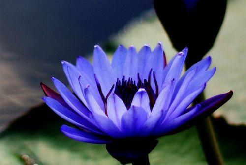 蓝色兰花的美丽与意义（追寻自由与宁静的花语之旅）