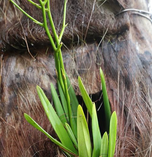 探索兰花气根的奥秘（兰花气根的形成与功能及其在植物生长中的作用）