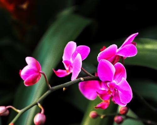 兰花的美好象征（探索兰花在文化中的意义和价值）
