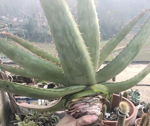 芦荟之美（探索自然界中的神奇治愈植物）