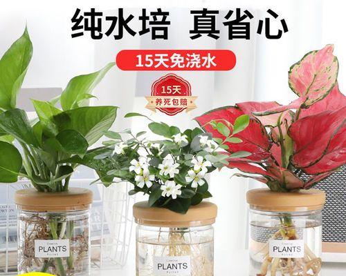 室内花卉好养的有哪些（盘点六种适合家养的花卉）