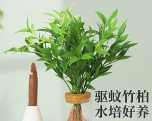 室内养什么绿植好（盘点六种适合室内养的绿植）